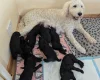 Goldendoodle