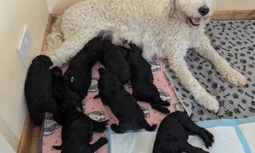 Goldendoodle