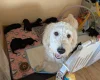 Goldendoodle