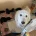Goldendoodle