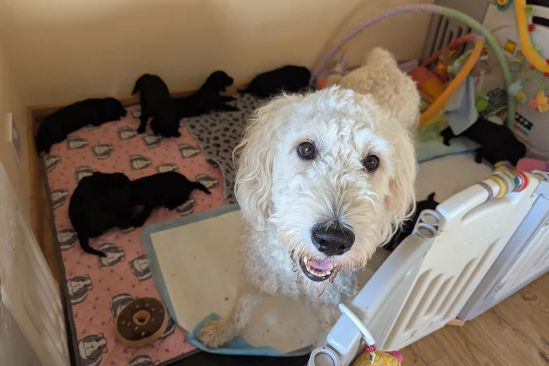 Goldendoodle
