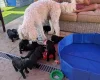 Goldendoodle
