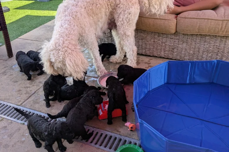 Goldendoodle