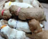 Cavapoo