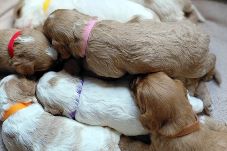 Cavapoo