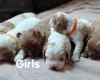 Cavapoo