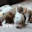 Cavapoo