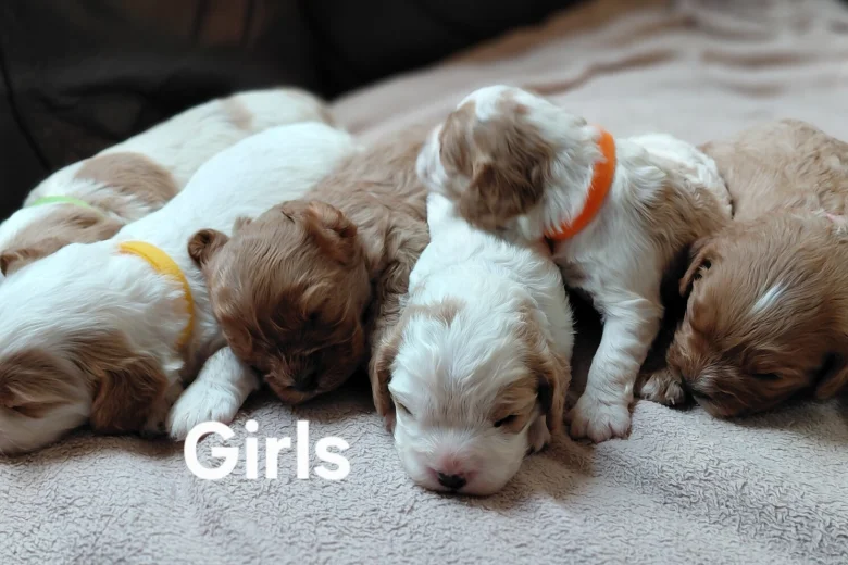 Cavapoo