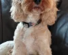 Cavapoo