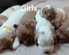 Cavapoo