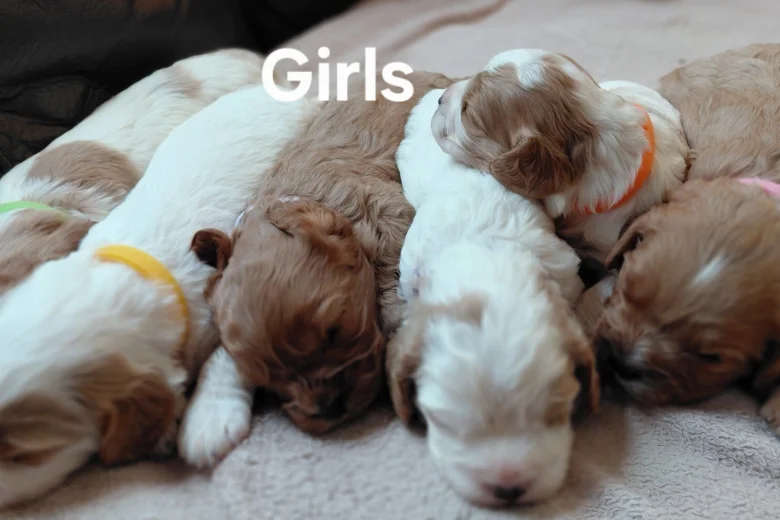 Cavapoo