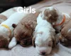 Cavapoo