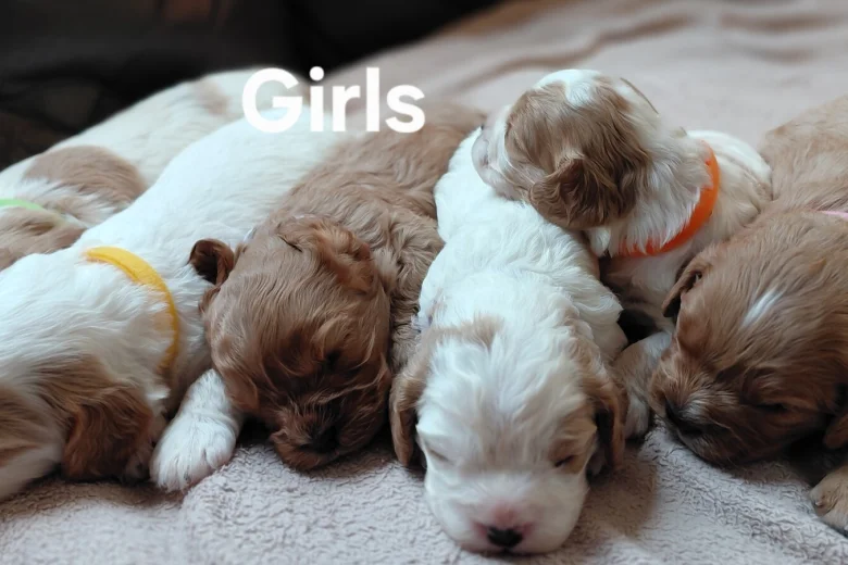 Cavapoo