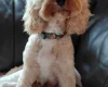 Cavapoo