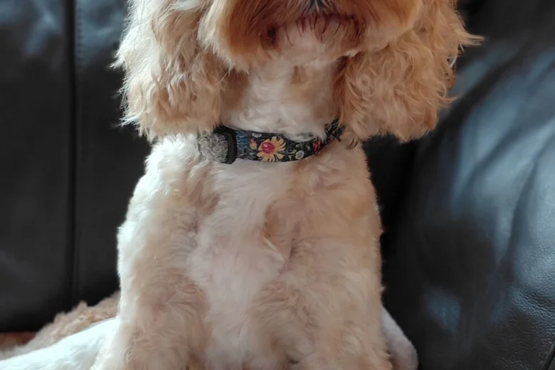 Cavapoo