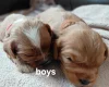Cavapoo