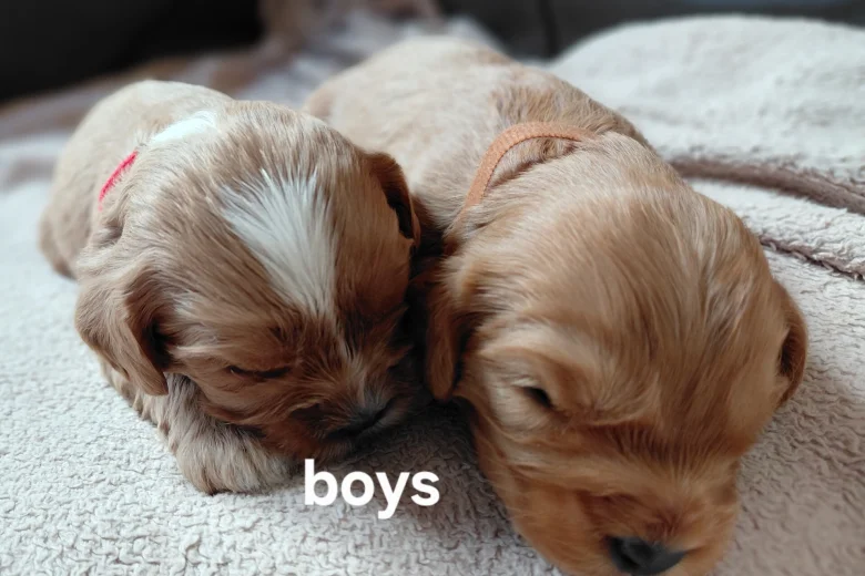 Cavapoo