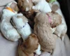 Cavapoo