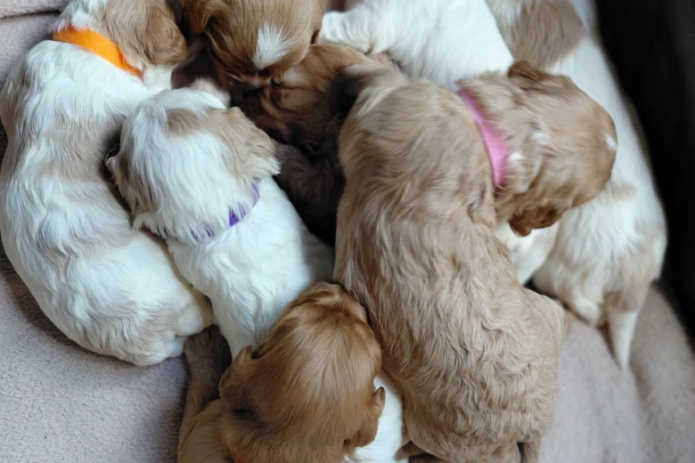 Cavapoo