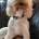 Cavapoo