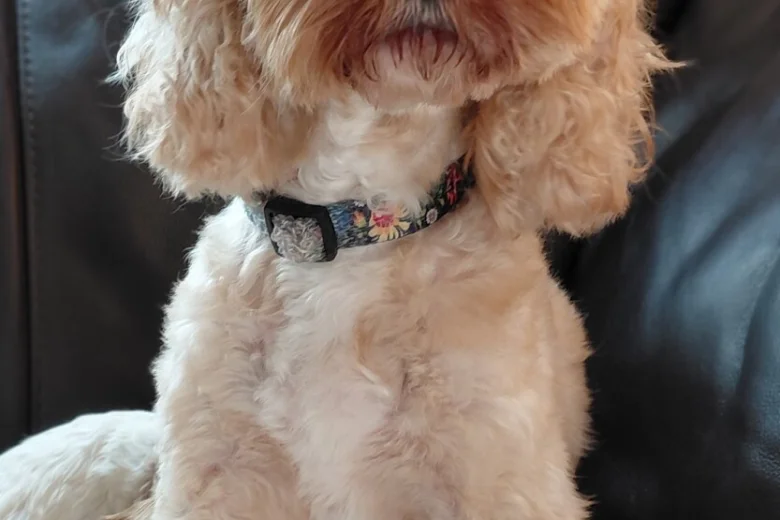 Cavapoo
