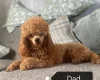 Cavapoo