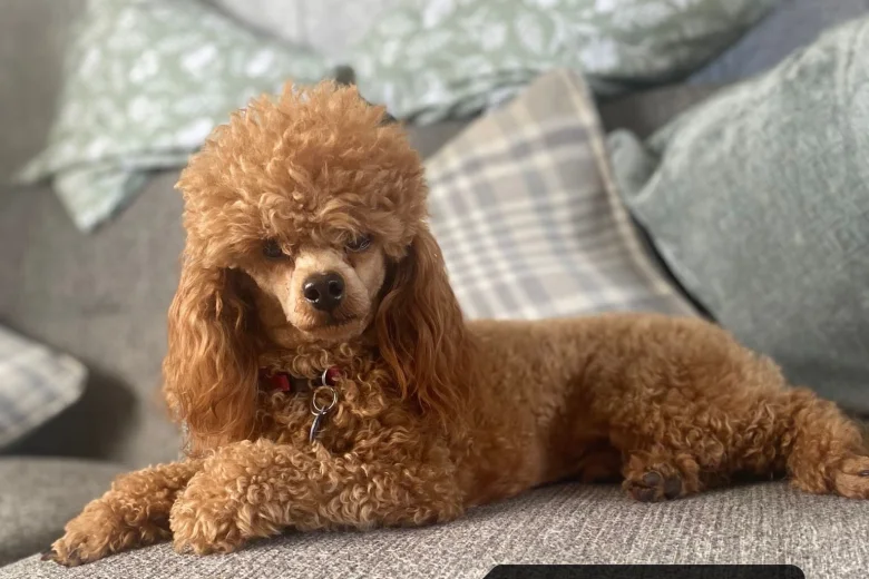 Cavapoo