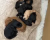Cockapoo