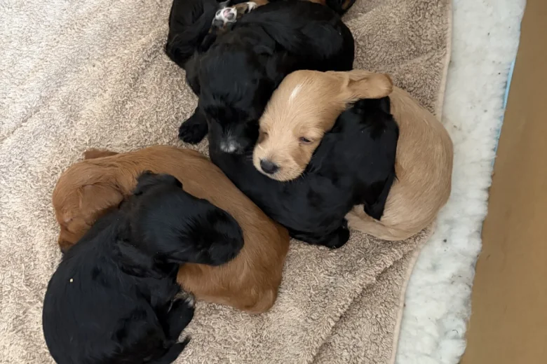 Cockapoo