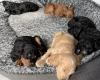 Cockapoo
