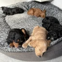 Cockapoo