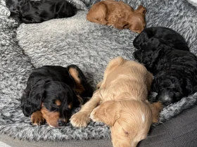 Cockapoo