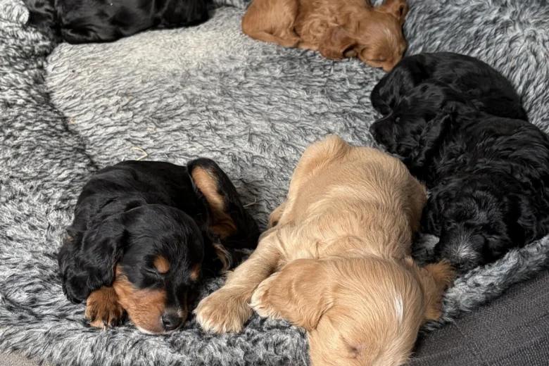 Cockapoo