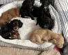 Cockapoo
