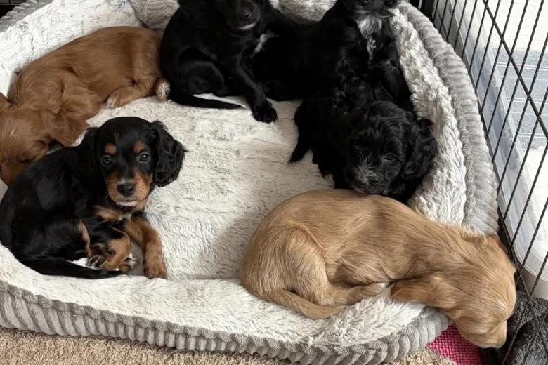 Cockapoo