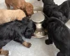Cockapoo