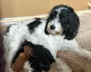 Cockapoo