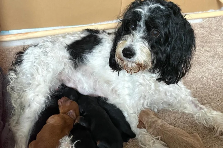 Cockapoo