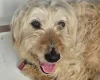 Goldendoodle