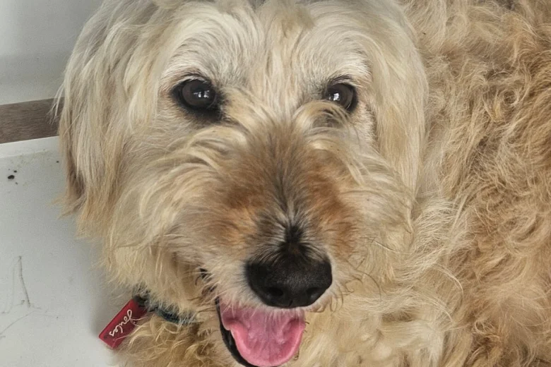 Goldendoodle