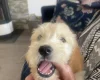 Goldendoodle