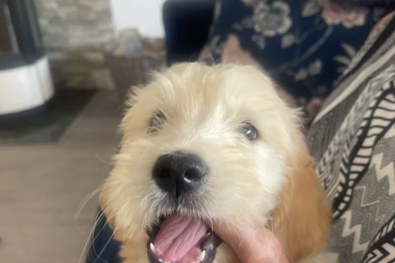 Goldendoodle
