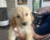 Goldendoodle