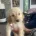 Goldendoodle