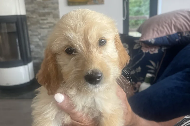 Goldendoodle