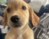 Goldendoodle