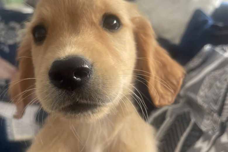Goldendoodle