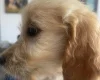 Goldendoodle