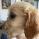Goldendoodle