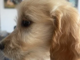 Goldendoodle